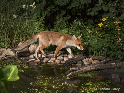 Red Fox (Vulpes vulpes) Graham Carey