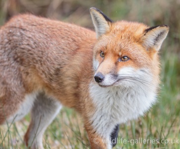 Red fox (Vulpes vulpes) Mark Elvin