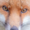 Red fox (Vulpes vulpes} Mark Elvin
