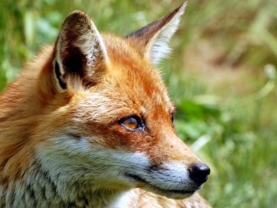 Red Fox (Vulpes vulpes) Steve Bains