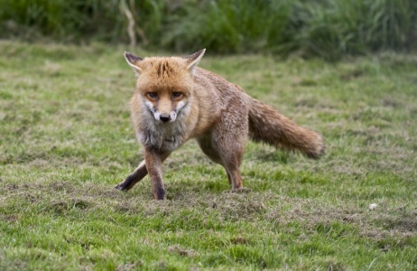 Red fox (Vulpes vulpes) Mark Elvin