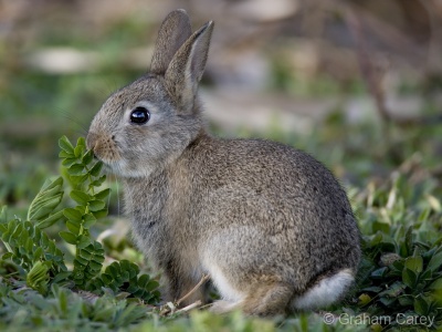 Rabbit (Oryctolagus cuniculus) Graham Carey