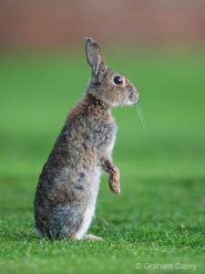 Rabbit (Oryctolagus ciniculus) Graham Carey