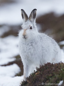 Mountain Hare (Lepus timidus) Graham Carey