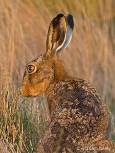 Brown Hare (Lepus europaeus) Graham Carey