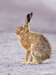 Brown Hare (Lepus europaeus) Graham Carey