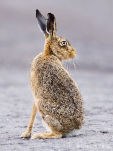 Brown Hare (Lepus europaeus) Graham Carey