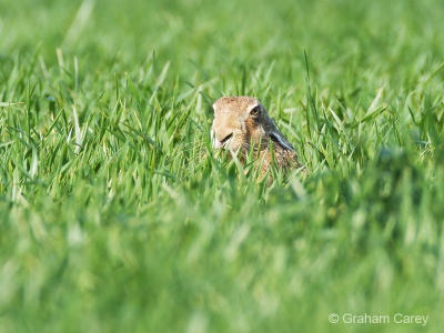 Brown Hare (Lepus europaeus) Graham Carey