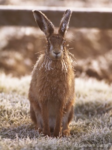 Brown Hare (Lepus europaeus) Graham Carey
