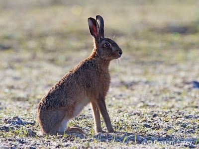 Brown Hare (Lepus europaeus) Graham Carey