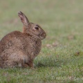 Rabbit (Oryctolagus cuniculus) Mark Elvin