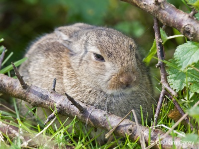 Rabbit (Oryctolagus cuniculus) Graham Carey