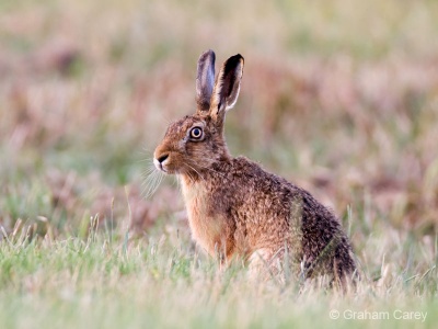 hare - Graham Carey