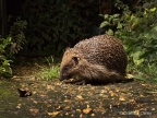 Hedgehog (Erinaceus europaeus) Graham Carey