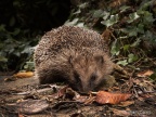 Hedgehog (Erinaceus europaeus) Graham Carey