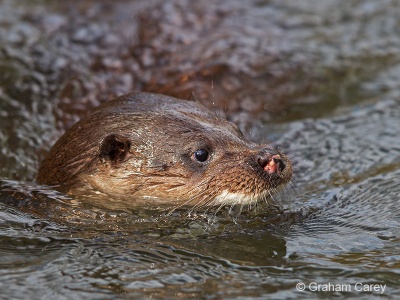 Otter (Lutra lutra) Graham Carey