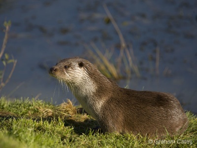 Otter (Lutra lutra) Graham Carey