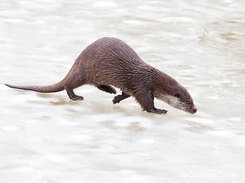 Otter (Lutra lutra) Graham Carey - IMG_6472m4.jpg IMG_6472m4.jpg