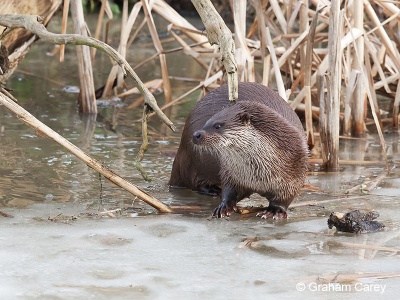 Otter (Lutra lutra) Graham Carey