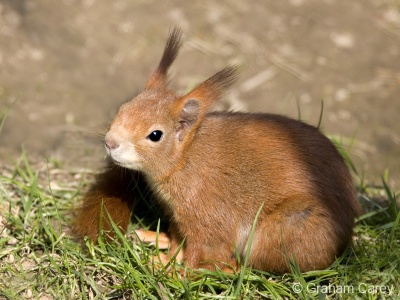 Red Squirrel (Sciurus vulgaris) Graham Carey