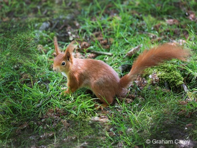 Red Squirrel (Sciurus vulgaris) Graham Carey