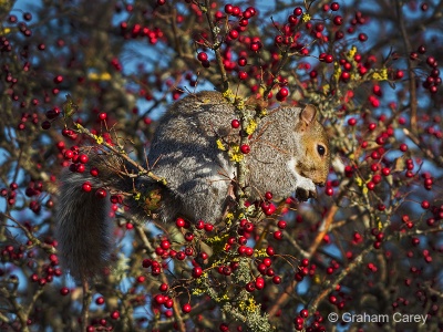 Grey Squirrel (Sciurus carolinensis) Graham Carey