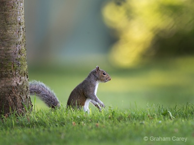 Grey Squirrel (Sciurus carolinensis) Graham Carey
