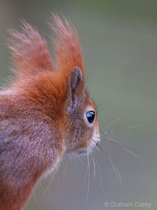 Red Squirrel (Sciurus vulgaris) Graham Carey