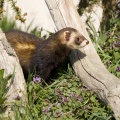 Western Polecat (Mustela putorius) Graham Carey