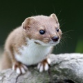 Weasel (Mustela nivalis) Graham Carey