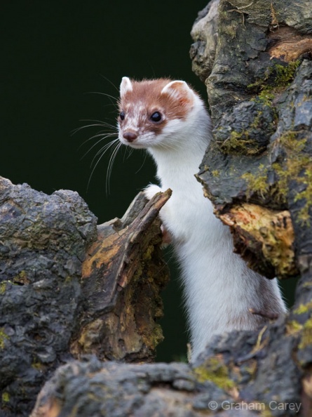 Stoat (Mustela erminea) Graham Carey - 982.jpg 982.jpg