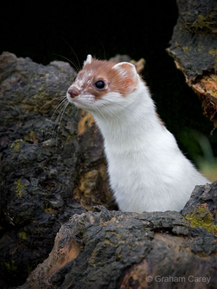 Stoat (Mustela erminea) Graham Carey - 983.jpg 983.jpg