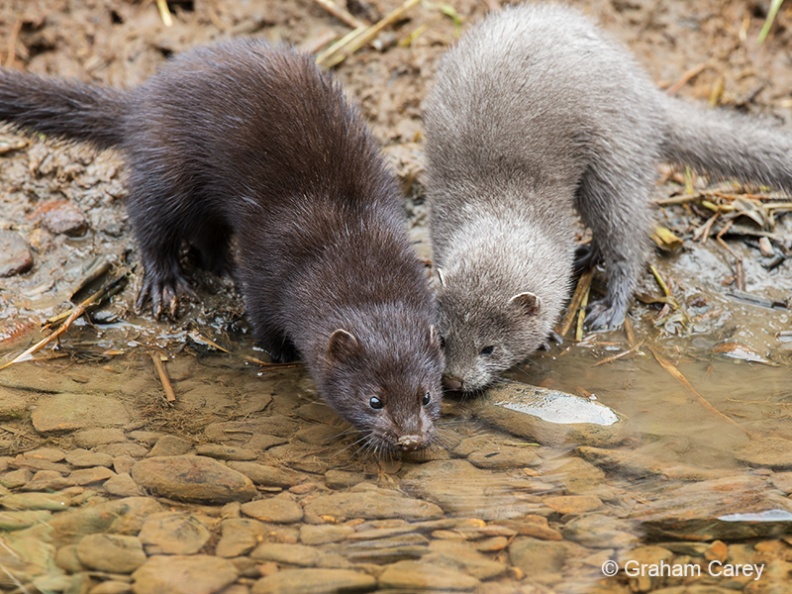 American Mink (Mustela vison) Graham Carey - DX1_0098m4.jpg DX1_0098m4.jpg