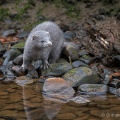 American Mink (Mustela vison) Graham Carey