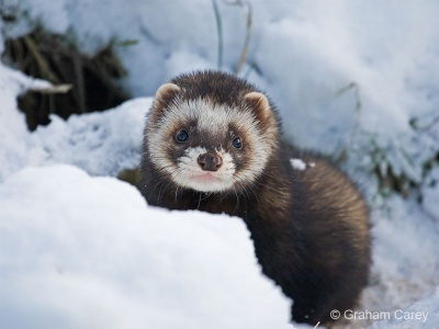 Polecat (Mustela putorius) Graham Carey