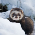 Polecat (Mustela putorius) Graham Carey