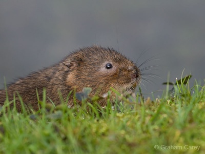 Water Vole (Arvicola terrestris) Graham Carey