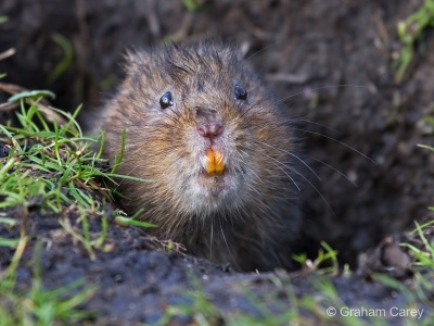 Water Vole (Arvicola terrestris) Graham Carey