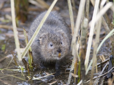 Water Vole (Arvicola terrestris) Graham Carey