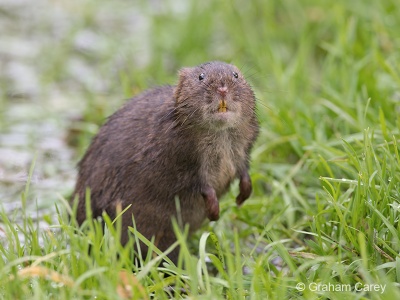 Water Vole (Arvicola terrestris) Graham Carey