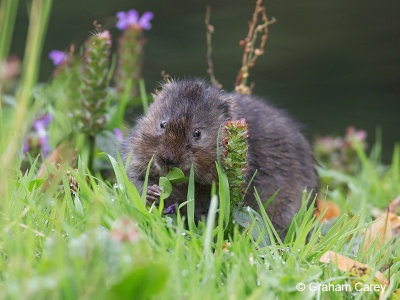 Water Vole (Arvicola terrestris) Graham Carey