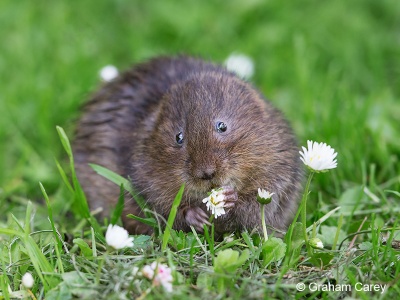 Water Vole (Arvicola terrestris) Graham Carey