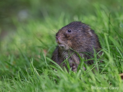 Water Vole (Arvicola terrestris) Graham Carey