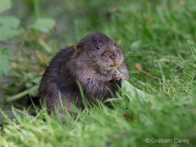 Water Vole (Arvicola terrestris) Graham Carey