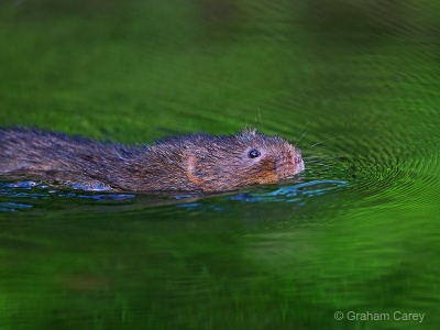 Water Vole (Arvicola terrestris) Graham Carey