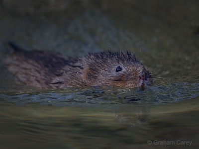 Water Vole (Arvicola terrestris) Graham Carey