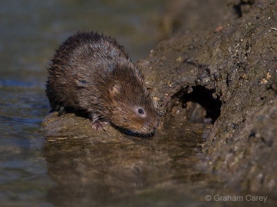 Water Vole (Arvicola terrestris) Graham Carey