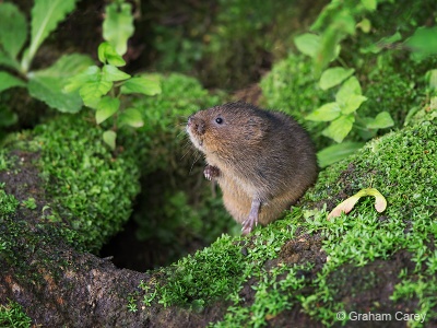 Water Vole (Arvicola terrestris) Graham Carey