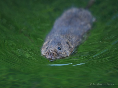 Water Vole (Arvicola terrestris) Graham Carey