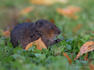 Water Vole (Arvicola terrestris) Graham Carey